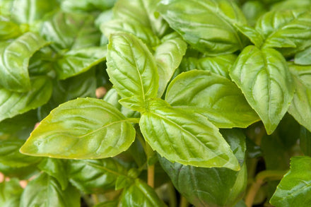 How to Grow Basil