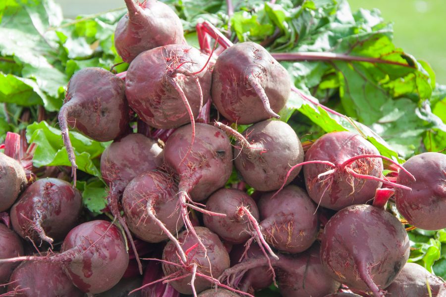 How to Grow Beets