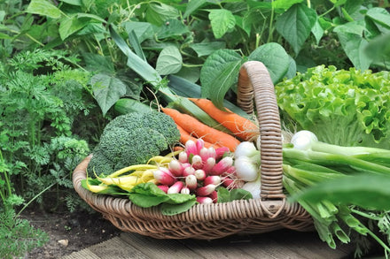 Winter Harvest: Top 10 Cold-Hardy Vegetables to Plant in Fall