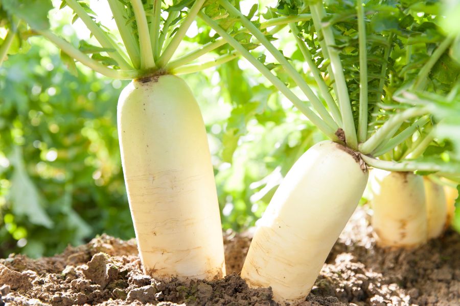 How to Grow Radishes