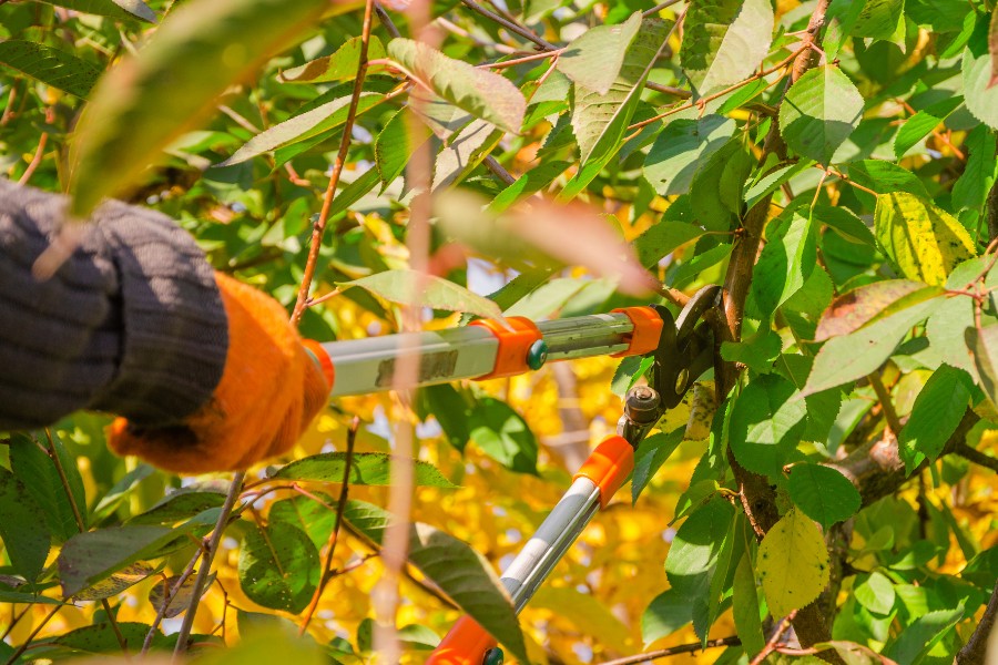 Fall Pruning: What to Cut and What to Leave