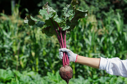 Fall Gardening: Top 10 Cold-Hardy Vegetables to Plant in Fall