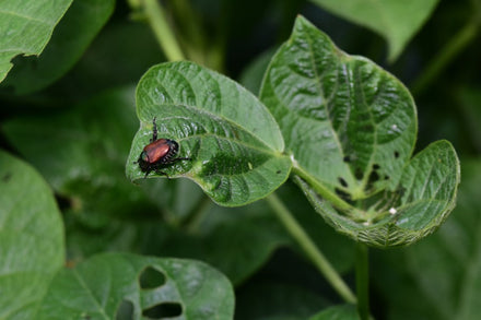 How to Protect Your Garden from Summer Pests and Diseases