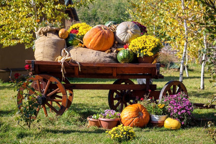 Harvest & Spooky Season: Pumpkin Fun Meets Winter Garden Prep