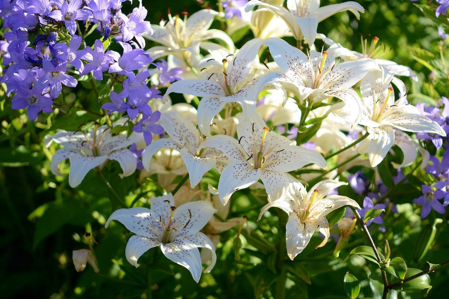 How to Grow Lilies