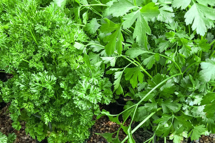 How to Grow Parsley