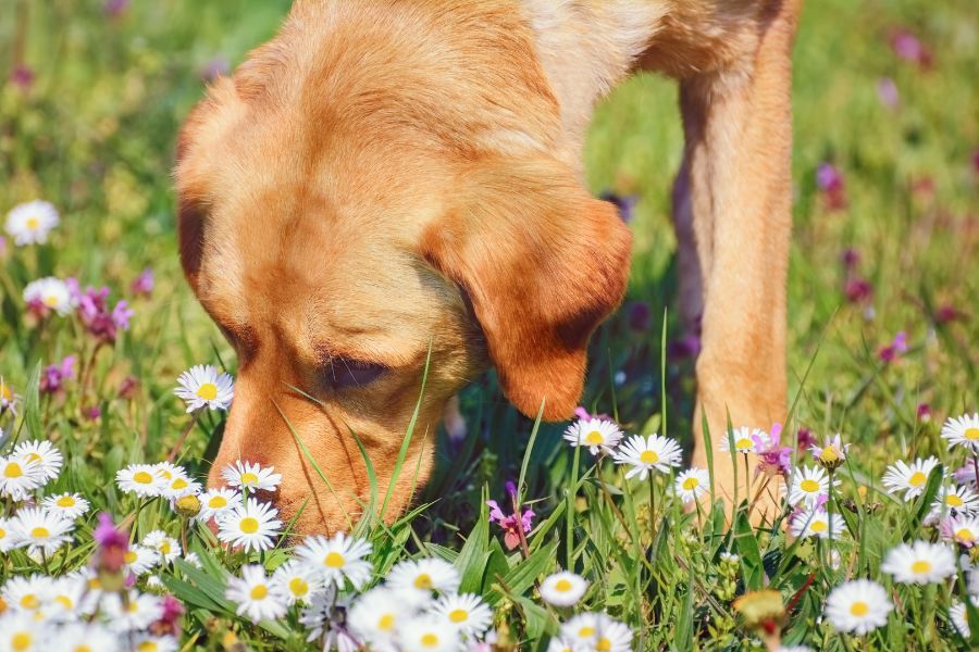 Pet-Friendly Gardening: 12 Pet-Safe Flowers for Your Garden