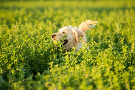 Pet Friendly Gardening: Nurturing Your Garden and Pets