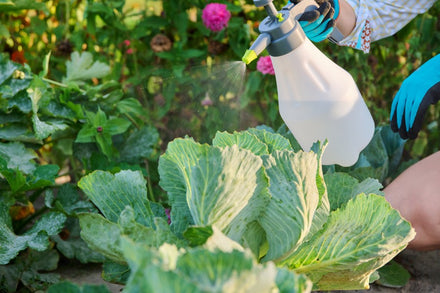 Fall Gardening: How to Identify and Control Common Fall Garden Pests