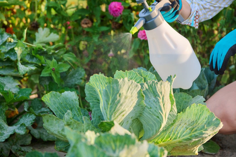 Fall Gardening: How to Identify and Control Common Fall Garden Pests