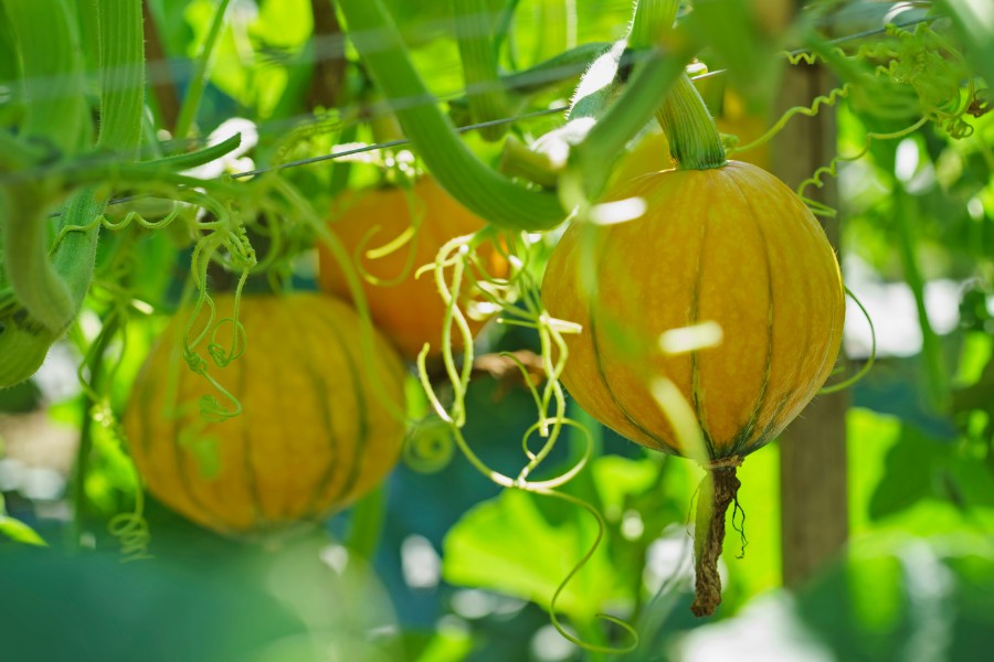 How to Grow Pumpkins