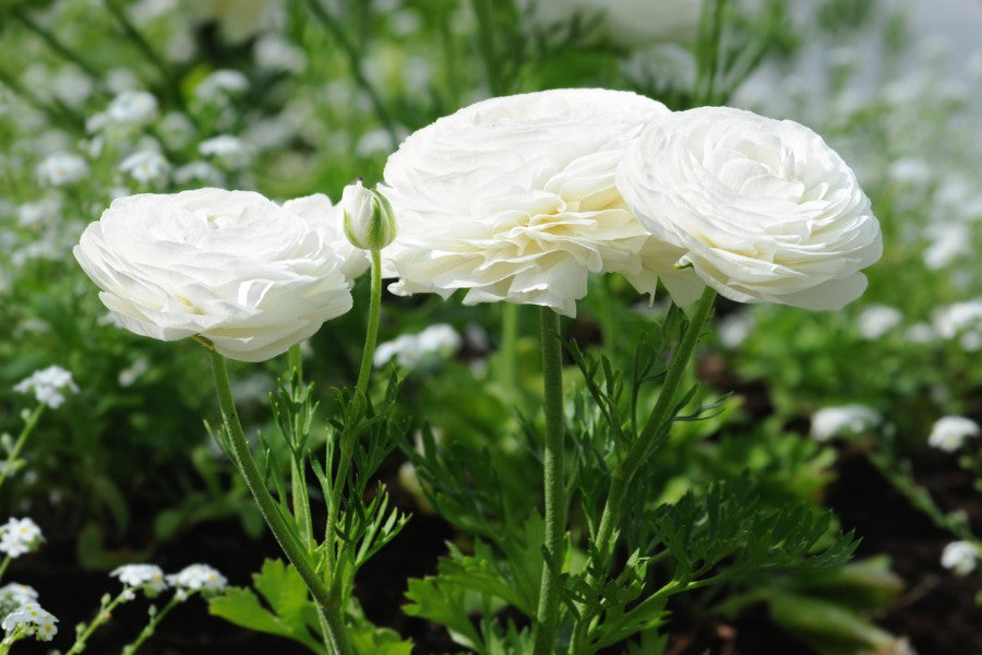 How to Grow Ranunculus