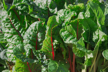 How to Grow Swiss Chard