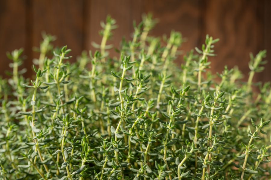 How to Grow Thyme