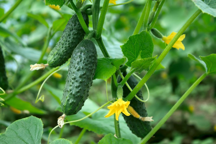 How to Grow Cucumbers