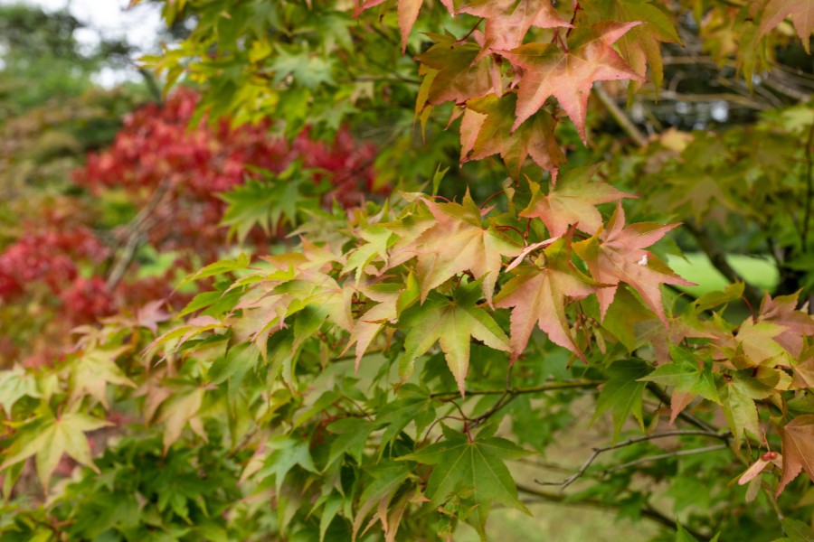 Fall Gardening for Beginners: Where to Start and What to Expect