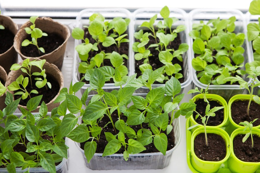 Indoor Gardening for the Winter: Easy Herbs and Greens to Grow Inside