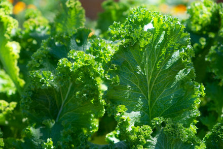 How to Grow Kale