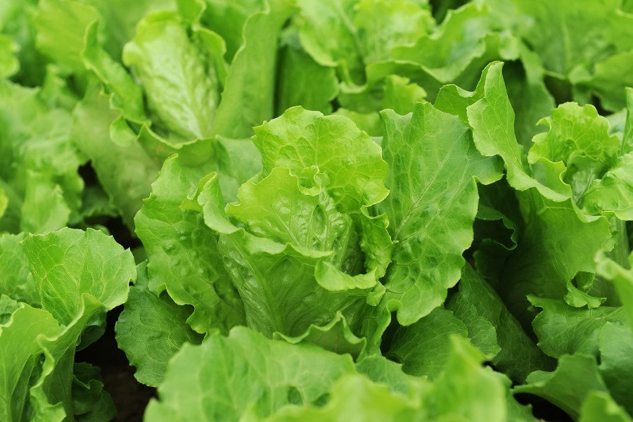 How to Grow Lettuce: A Comprehensive Guide for Fresh, Crisp Harvests