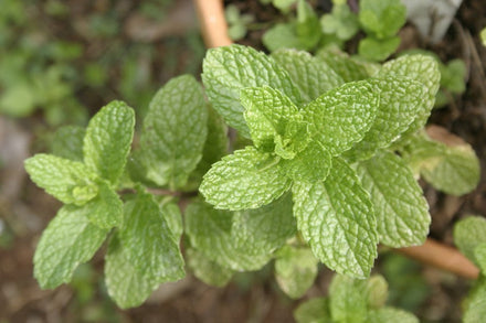 How to Grow Mint