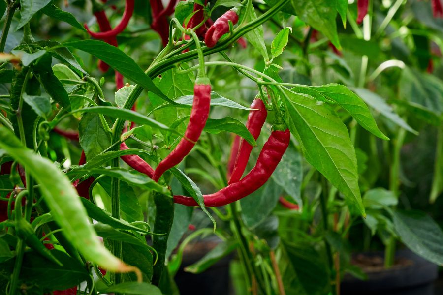 How to Grow Peppers