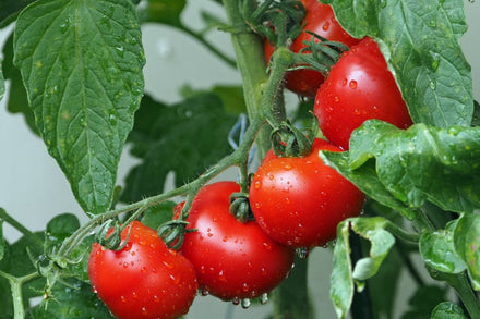 How to Grow Tomatoes