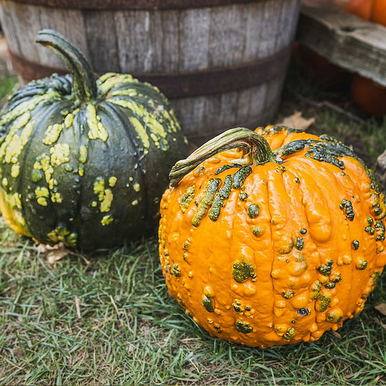 LUSH & DEW Decorative Pumpkin Seed Bank