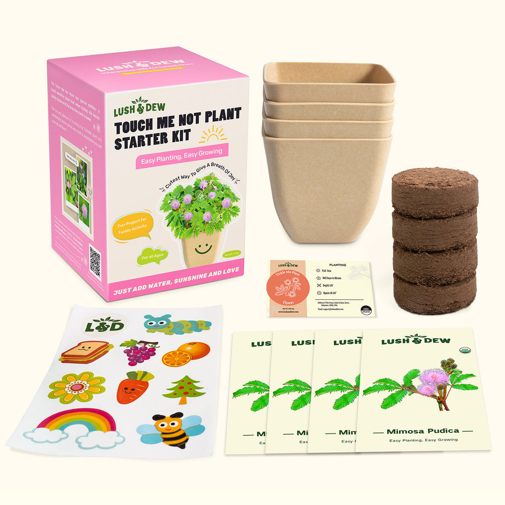 Touch Me Not Plant Grow Kit | LUSH & DEW