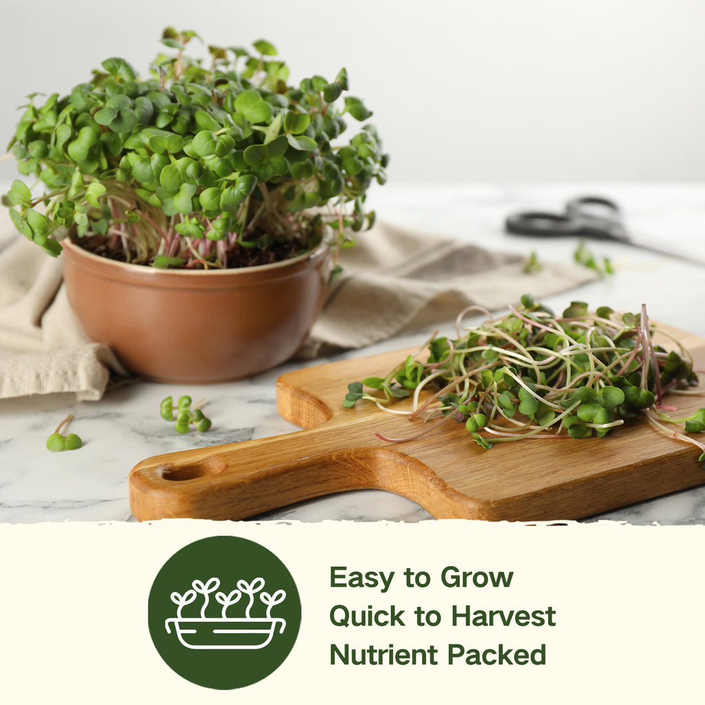 LUSH & DEW Sprouts & Microgreens Seed Bank