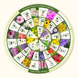 Pollinator Garden Guide | LUSH & DEW
